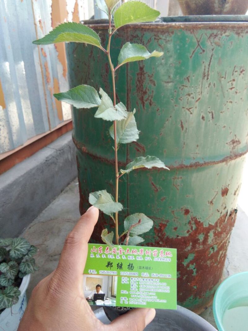 嫁接樱桃树苗的矮化砧木，吉塞拉砧木苗吉塞拉6号矮化砧木