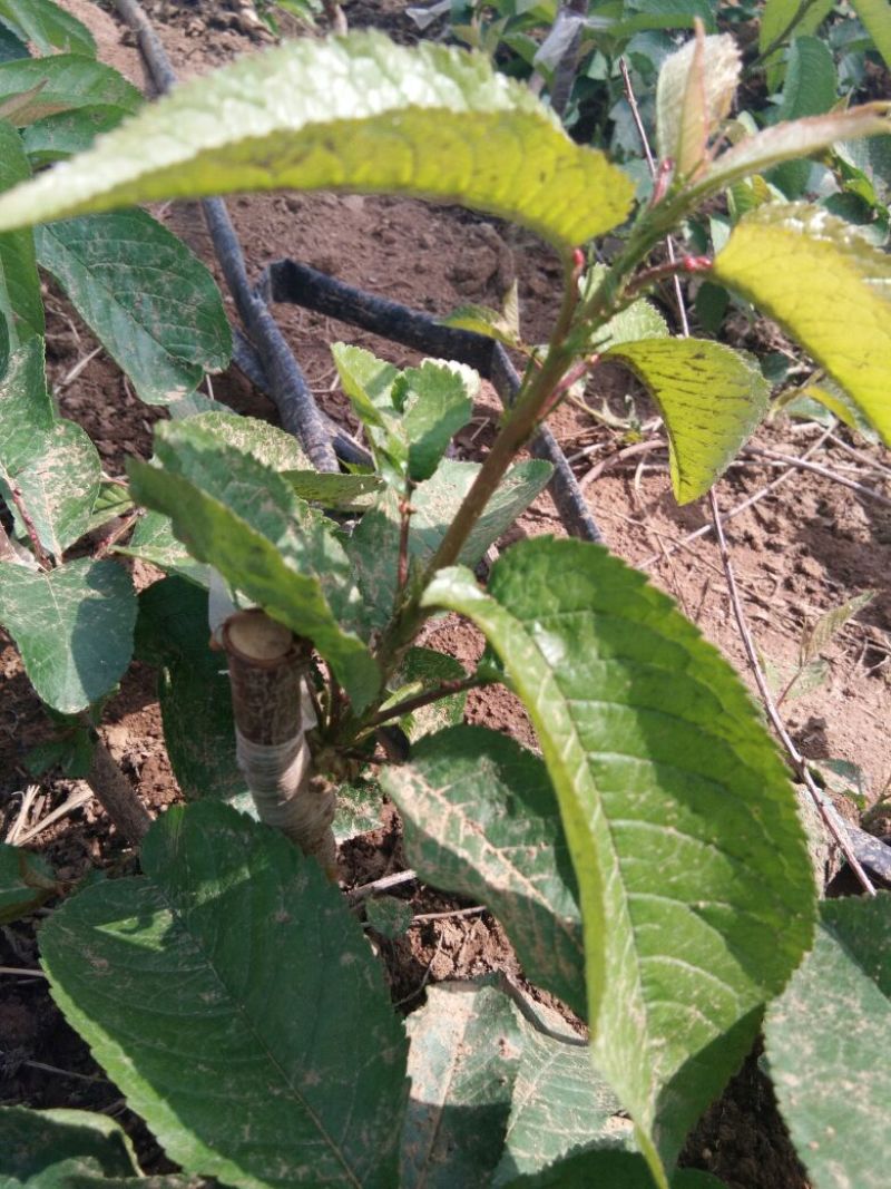 嫁接樱桃树苗的矮化砧木，吉塞拉砧木苗吉塞拉6号矮化砧木