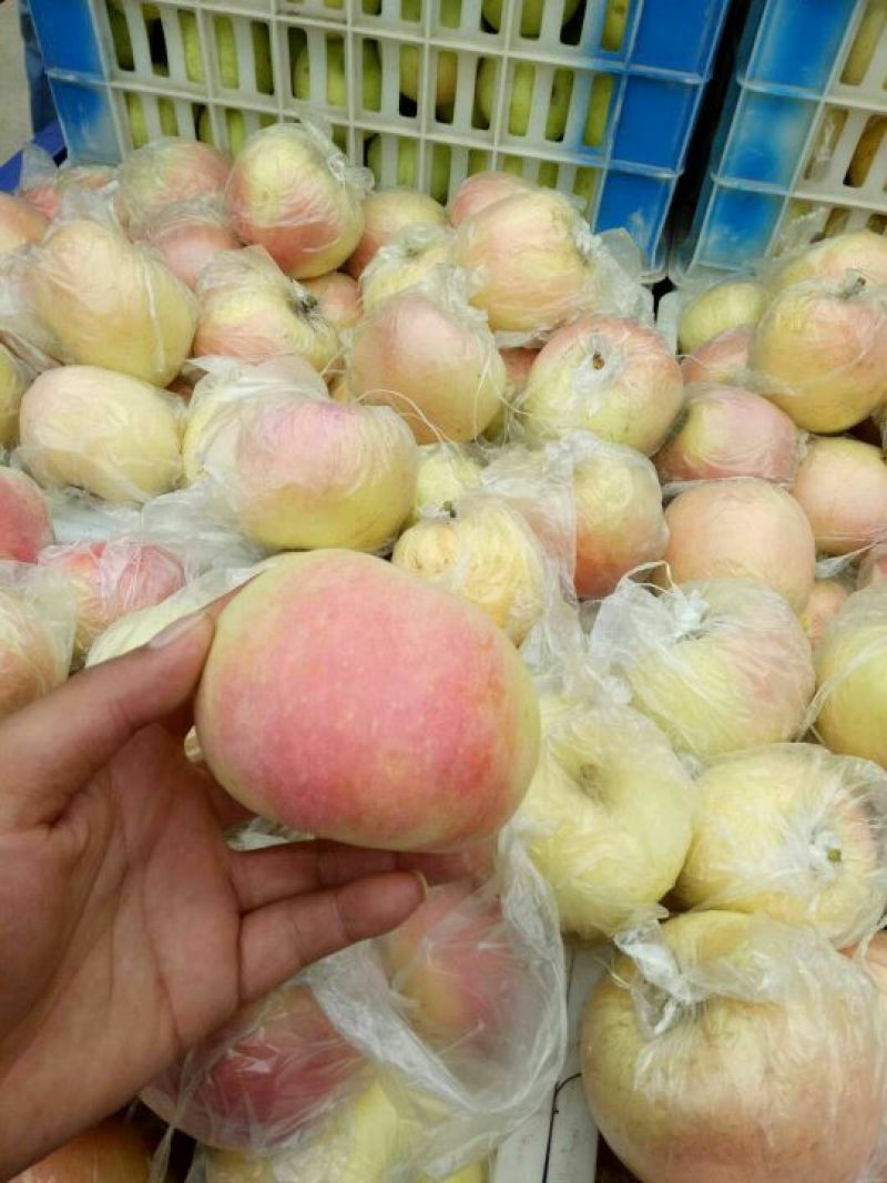 大量供应苹果口感脆甜果面干净色泽鲜艳一手货源