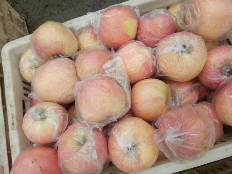大量供应苹果口感脆甜果面干净色泽鲜艳一手货源