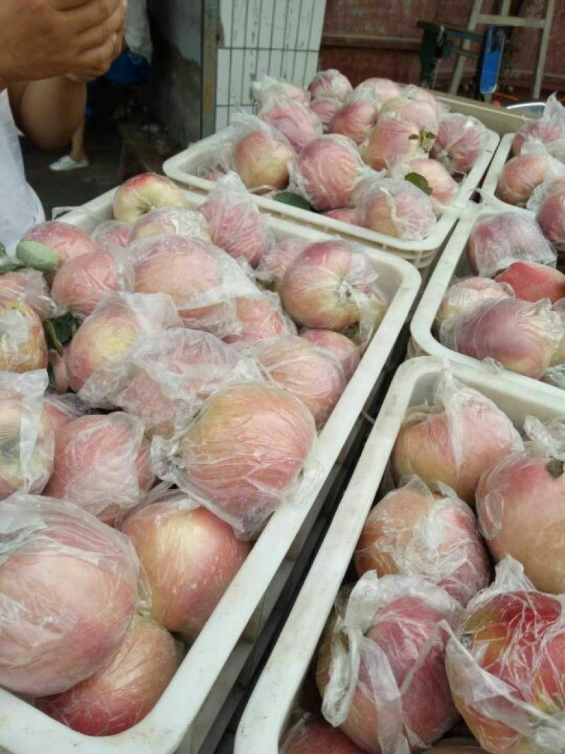 大量供应苹果口感脆甜果面干净色泽鲜艳一手货源