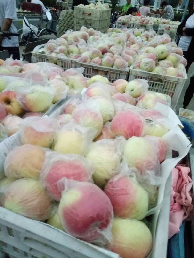 大量供应苹果口感脆甜果面干净色泽鲜艳一手货源