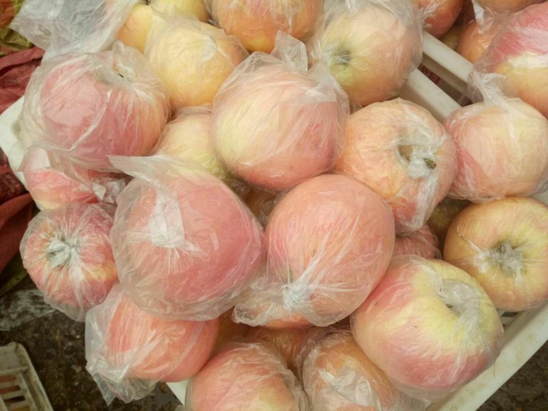 大量供应苹果口感脆甜果面干净色泽鲜艳一手货源