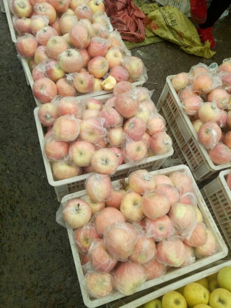 大量供应苹果口感脆甜果面干净色泽鲜艳一手货源