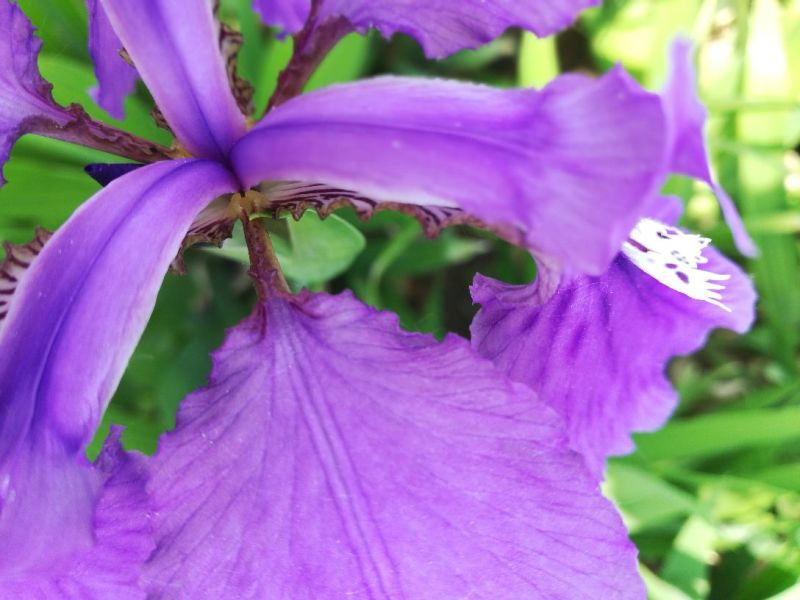 蓝花鸢尾，老鸢尾花，，，，，，，，，，，，，，，，
