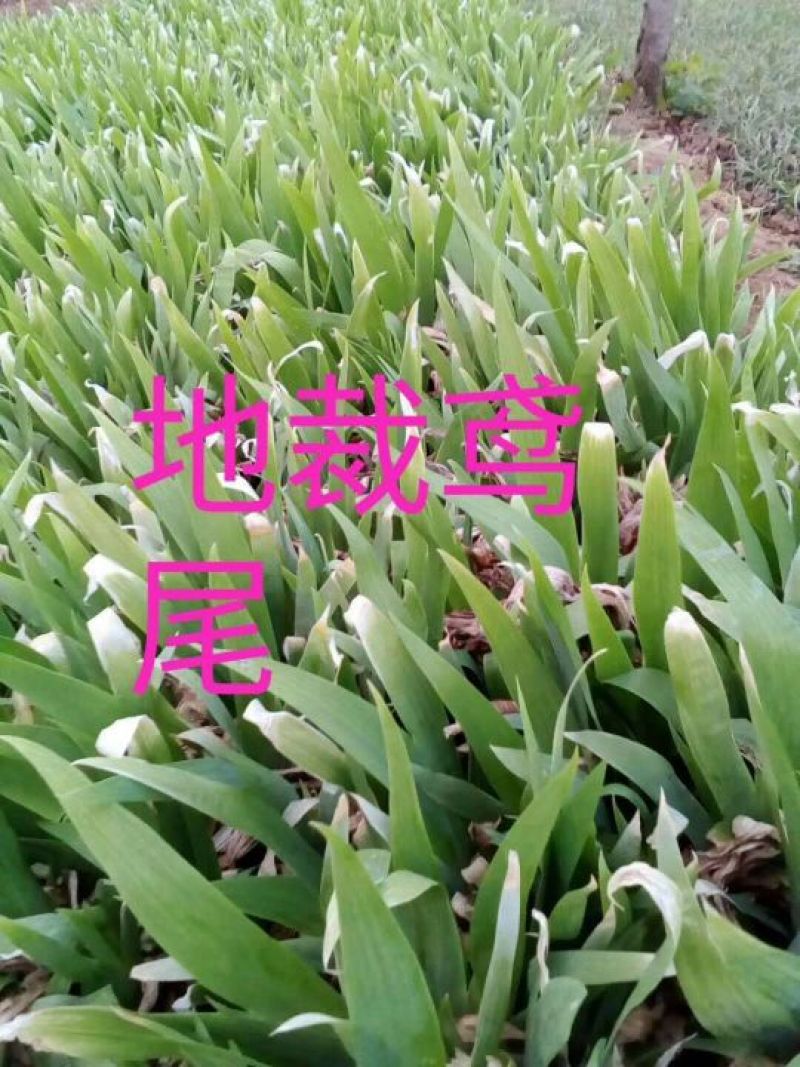 蓝花鸢尾，老鸢尾花，，，，，，，，，，，，，，，，
