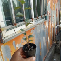 吉塞拉樱桃苗吉塞拉砧木组培苗吉塞拉砧木专门嫁接樱桃苗