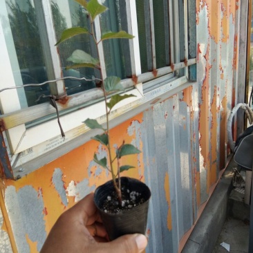 吉塞拉樱桃苗吉塞拉砧木组培苗吉塞拉砧木专门嫁接樱桃苗