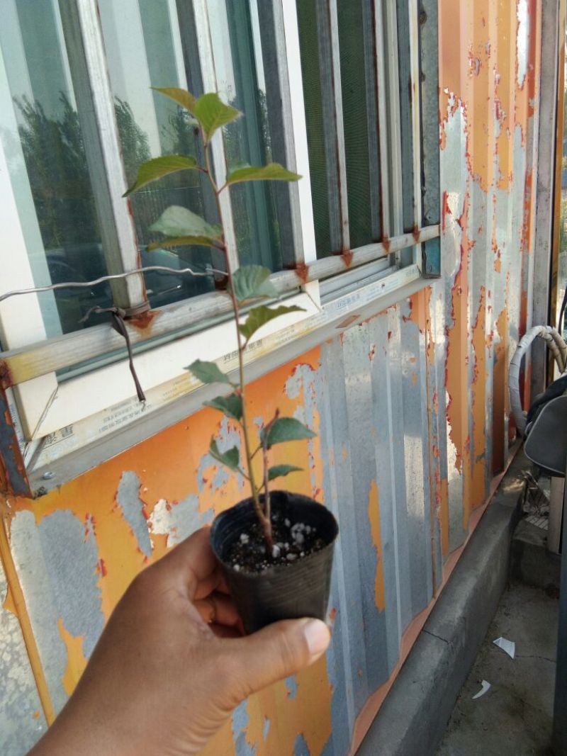 吉塞拉樱桃苗吉塞拉砧木组培苗吉塞拉砧木专门嫁接樱桃苗