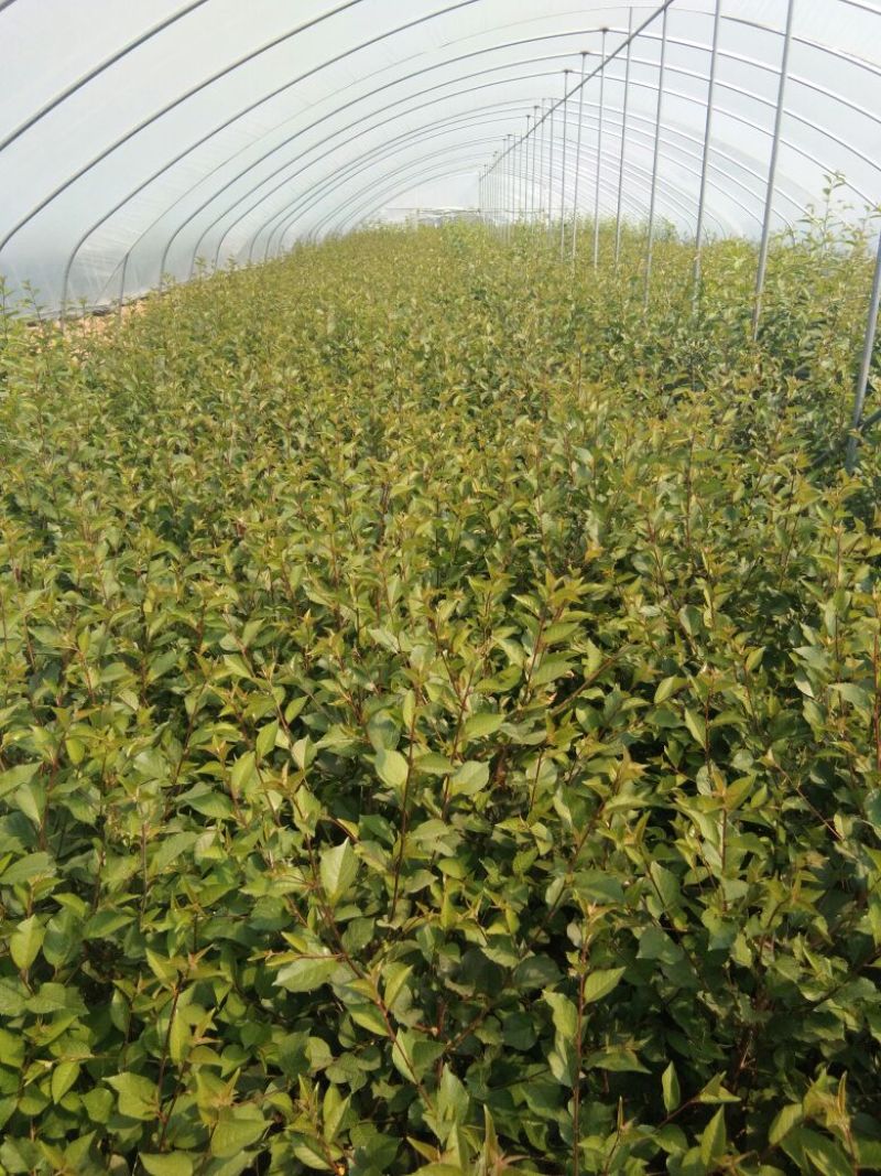吉塞拉樱桃苗吉塞拉砧木组培苗吉塞拉砧木专门嫁接樱桃苗