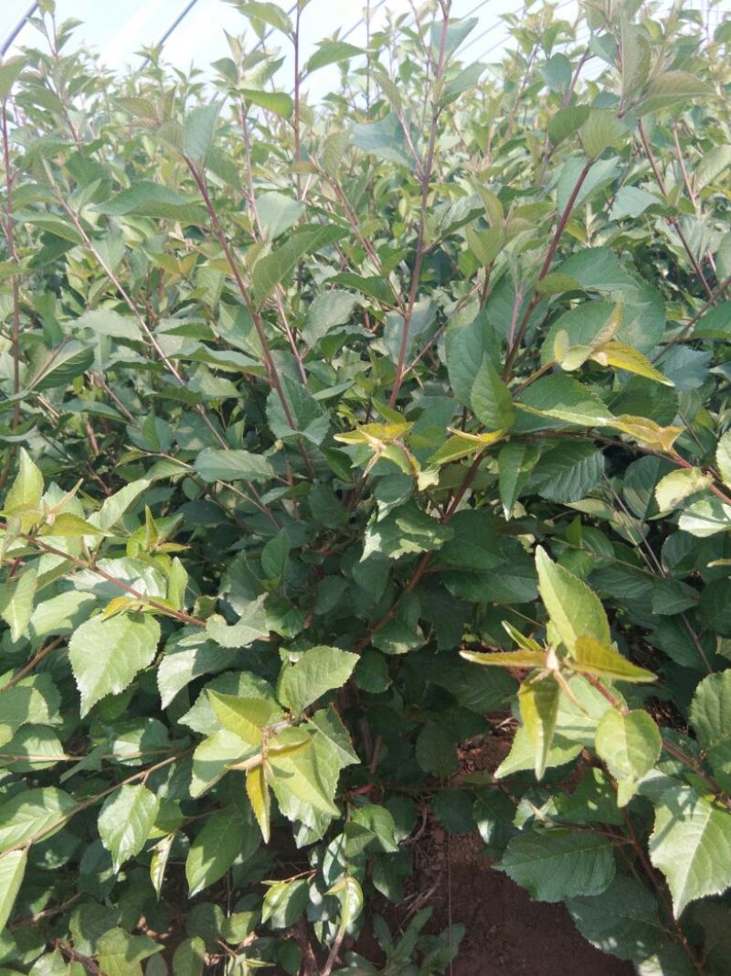 吉塞拉樱桃苗吉塞拉砧木组培苗吉塞拉砧木专门嫁接樱桃苗