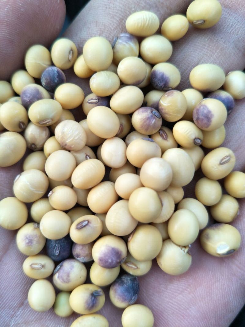 黄黄豆优质