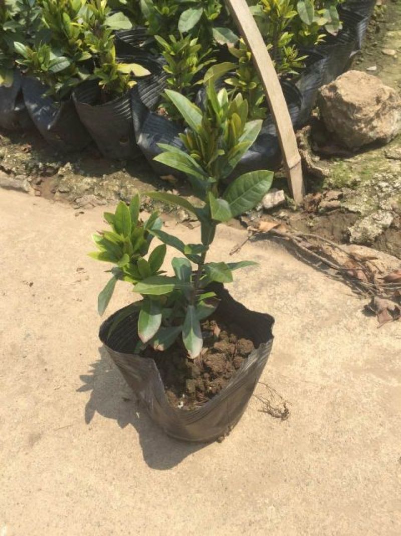 龙船花