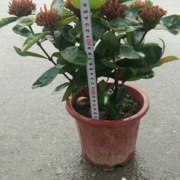 龙船花
