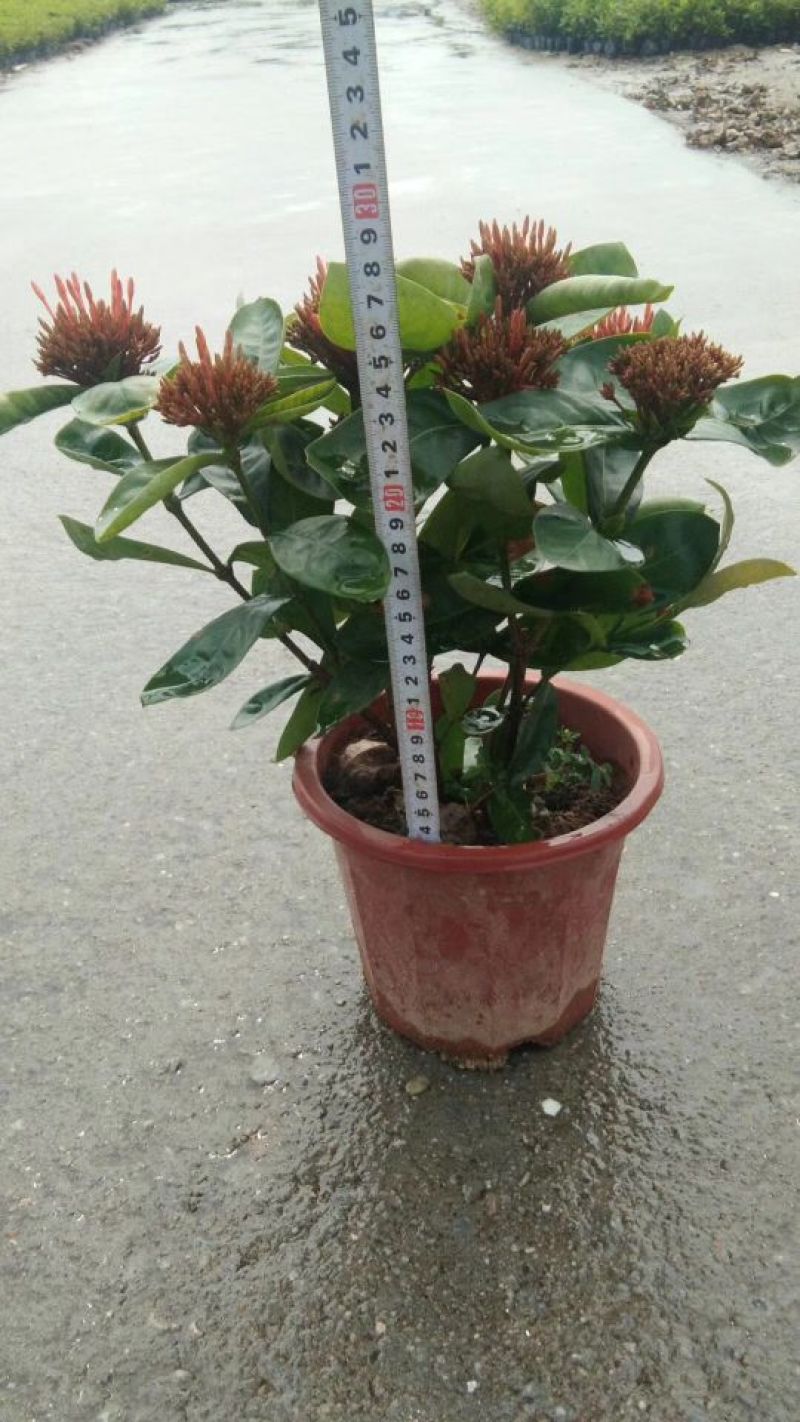龙船花