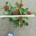 龙船花