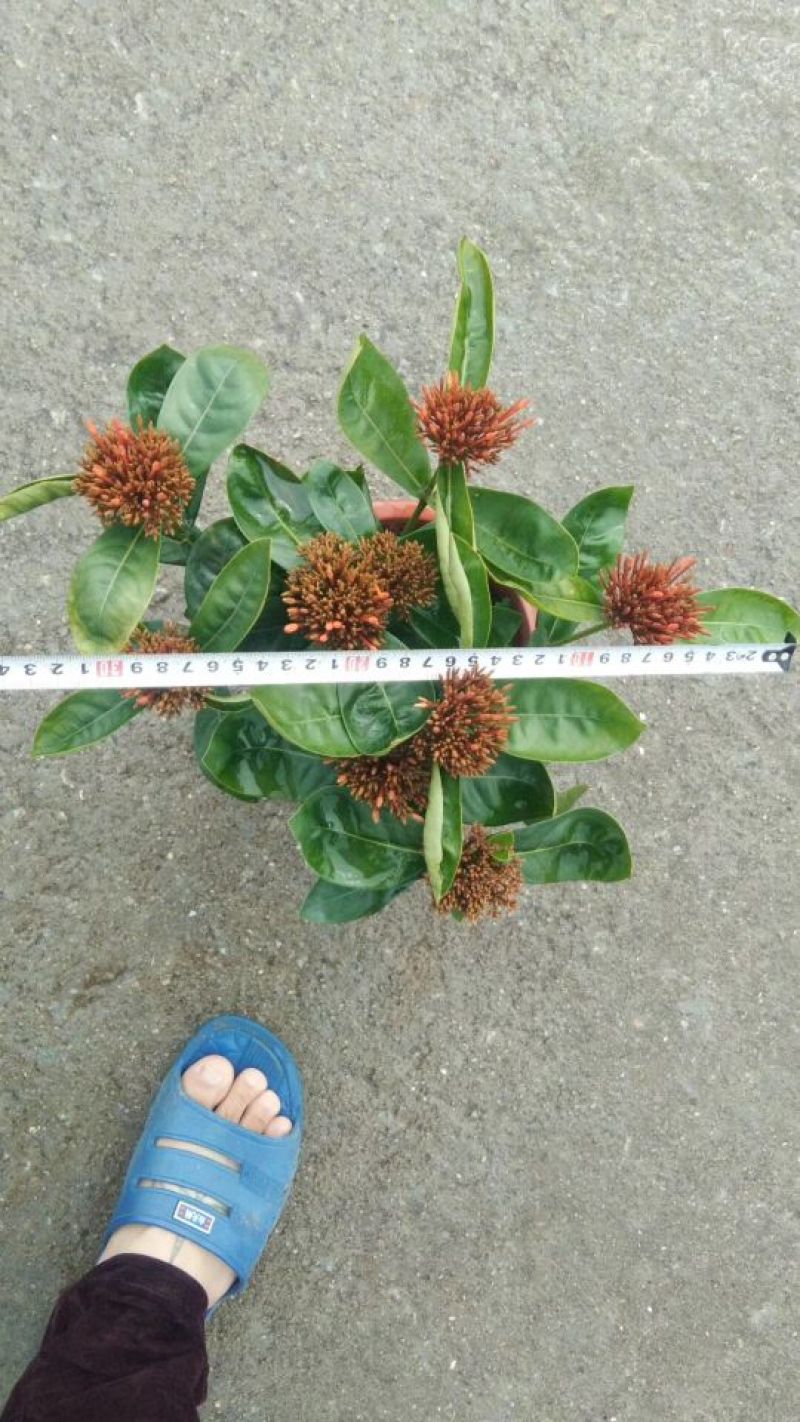 龙船花