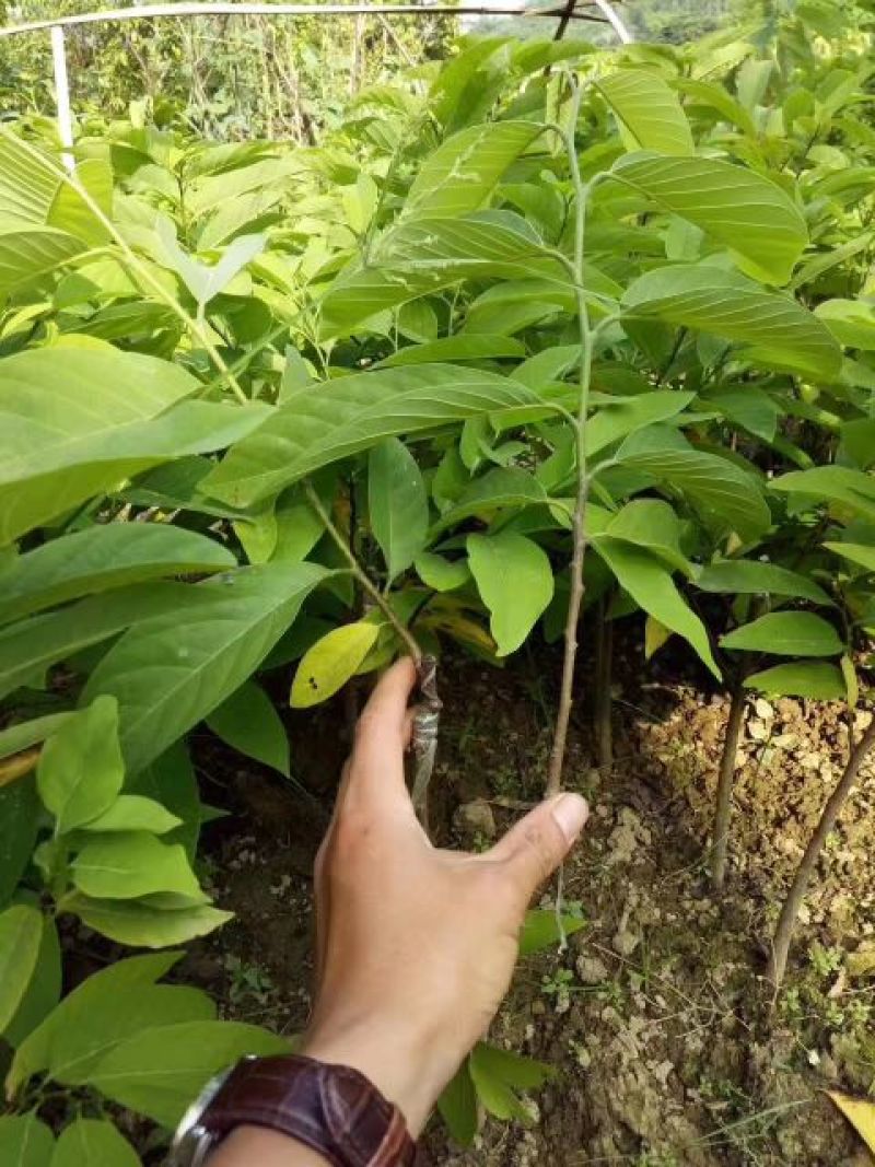 番荔枝苗30~50cm嫁接树苗！优良品种。