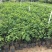 番荔枝苗30~50cm嫁接树苗！优良品种。
