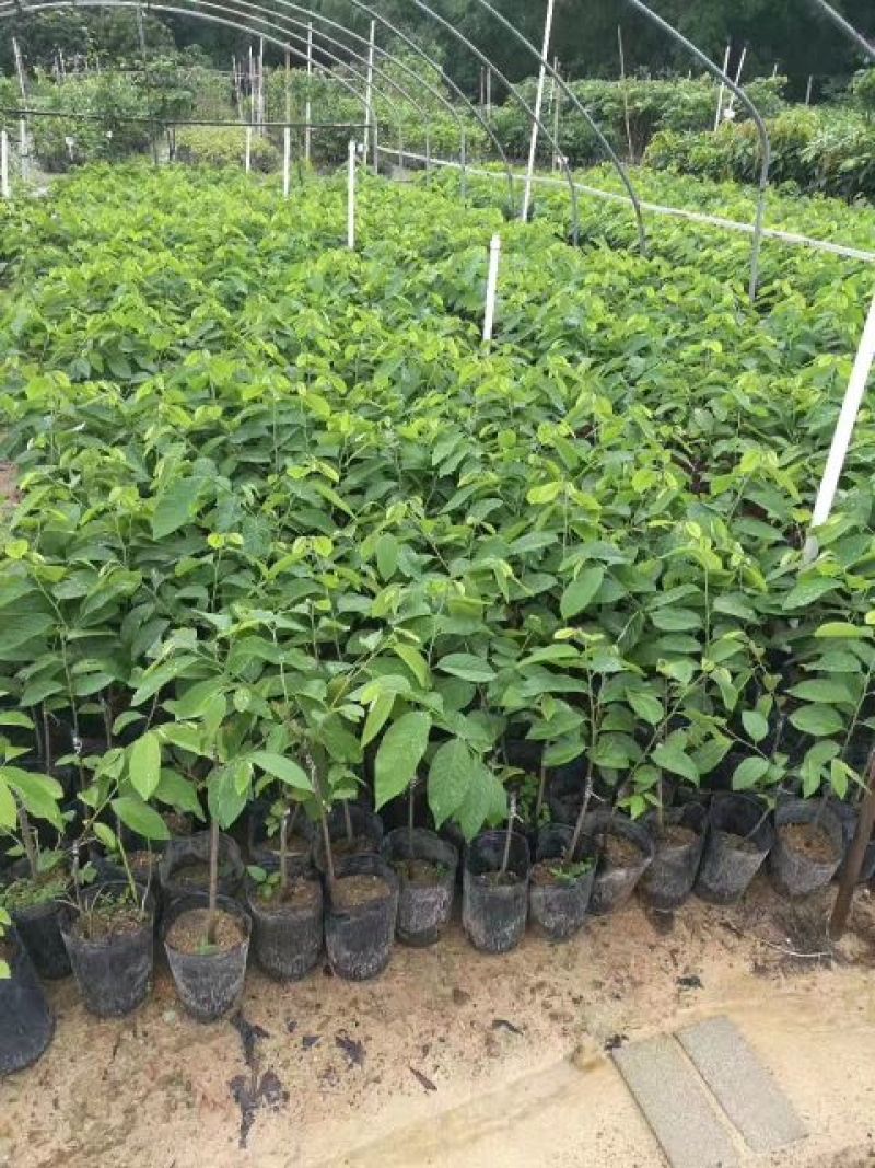 番荔枝苗30~50cm嫁接树苗！优良品种。