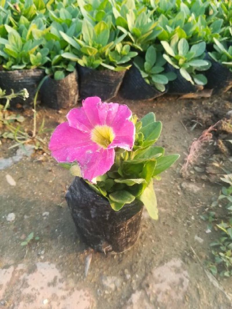 矮牵牛