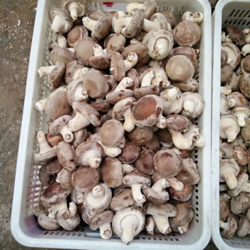 鲜香菇开伞1%鲜货5~6cm