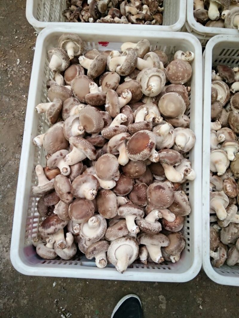 鲜香菇开伞1%鲜货5~6cm