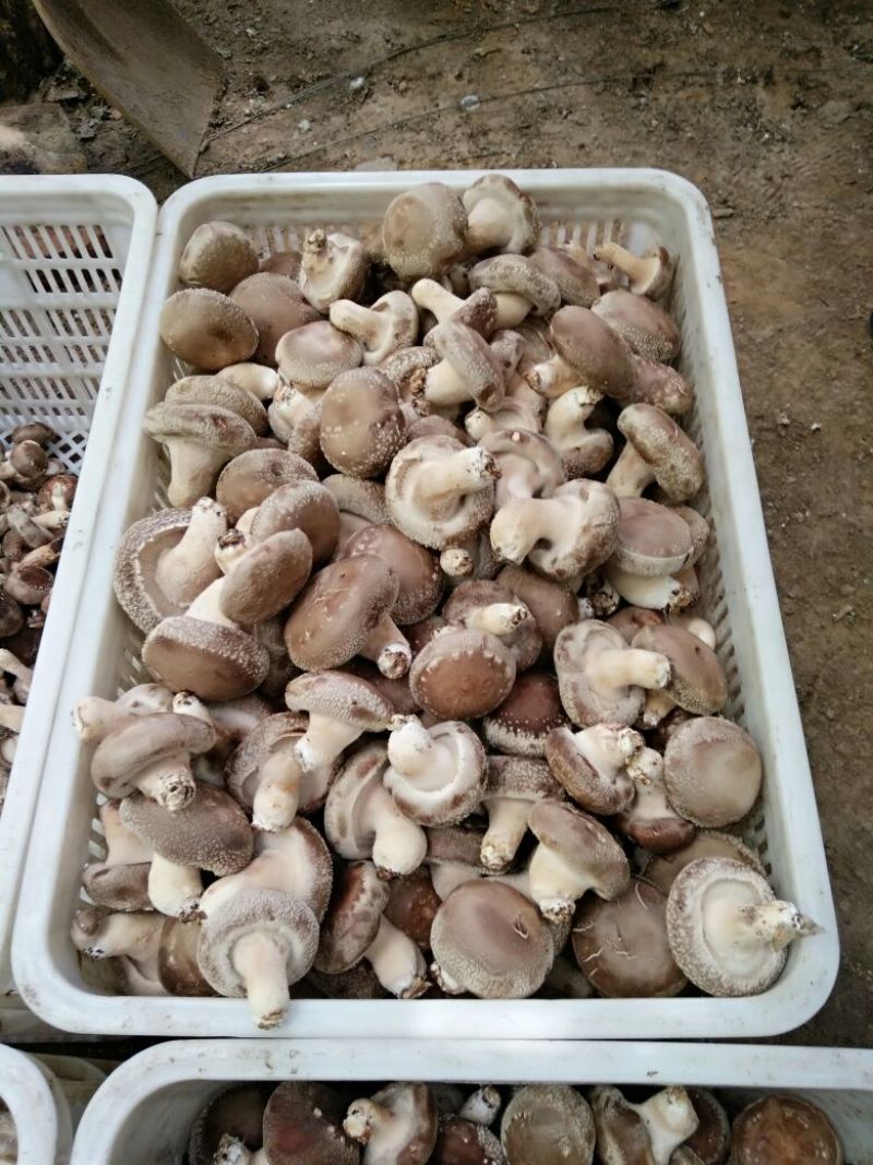 鲜香菇开伞1%鲜货5~6cm