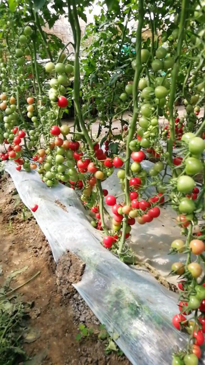 西红柿苗圣女西红柿品质保证，欢迎下单，包技术指导
