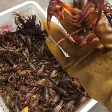 龙虾16~20只/kg