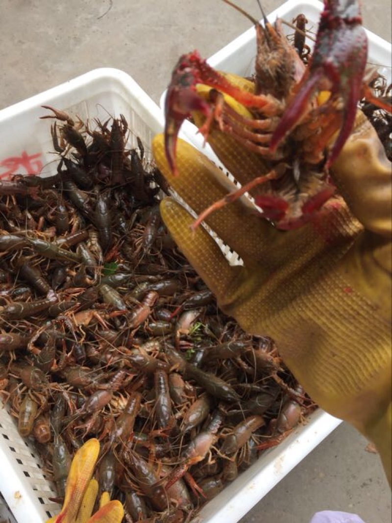 龙虾16~20只/kg