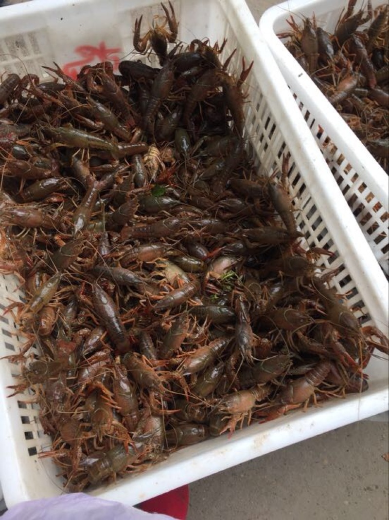 龙虾16~20只/kg