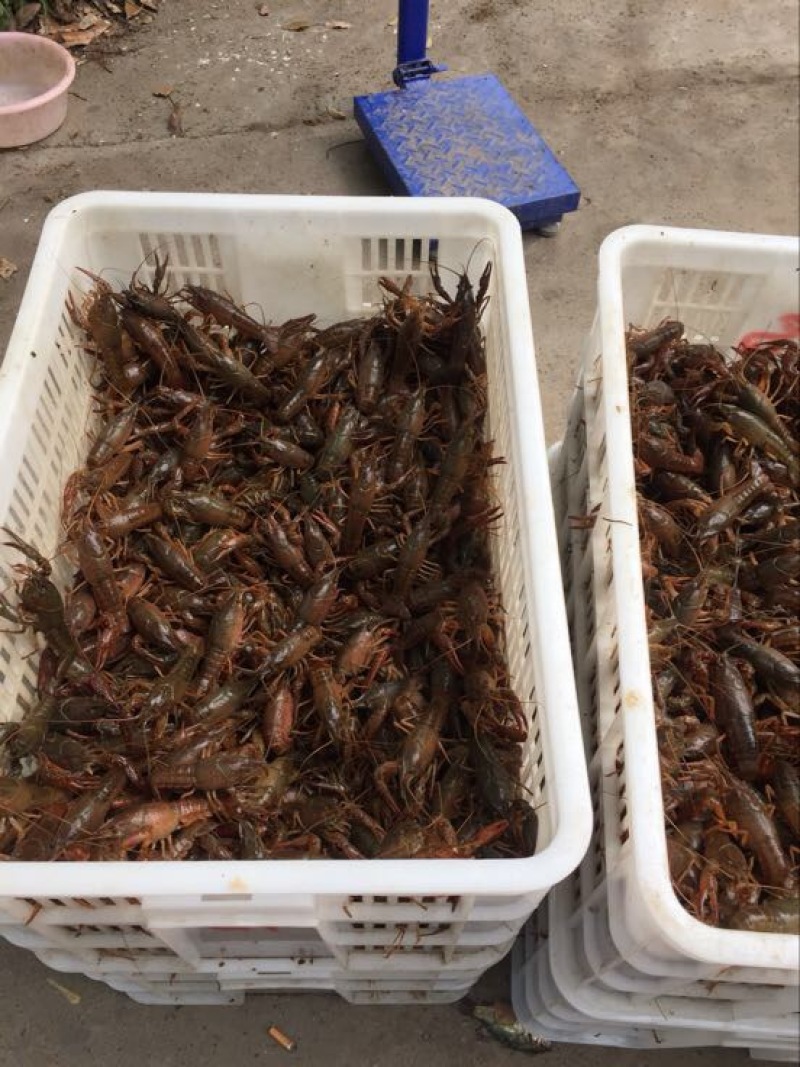 龙虾16~20只/kg