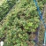 嘉宝果树苗3年以上