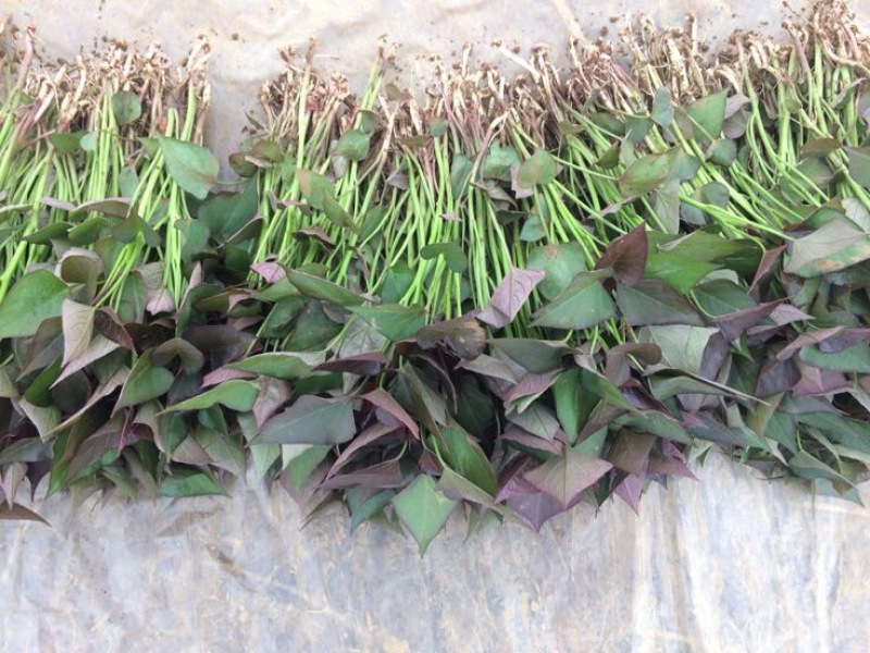 西瓜红红薯苗15~25cm