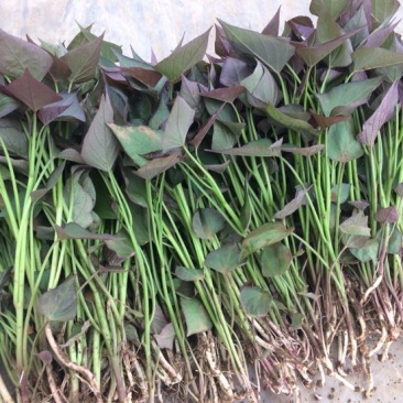 西瓜红红薯苗15~25cm