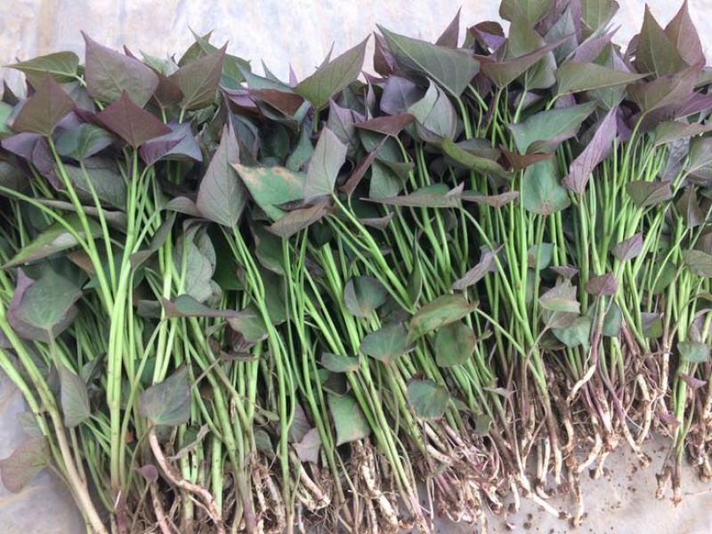 西瓜红红薯苗15~25cm