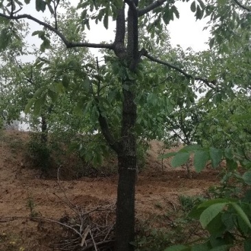 柿树14~16cm14~16cm3.5~4米