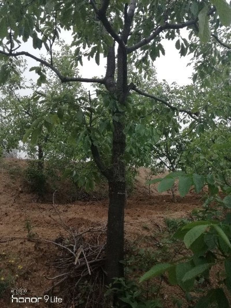 柿树14~16cm14~16cm3.5~4米