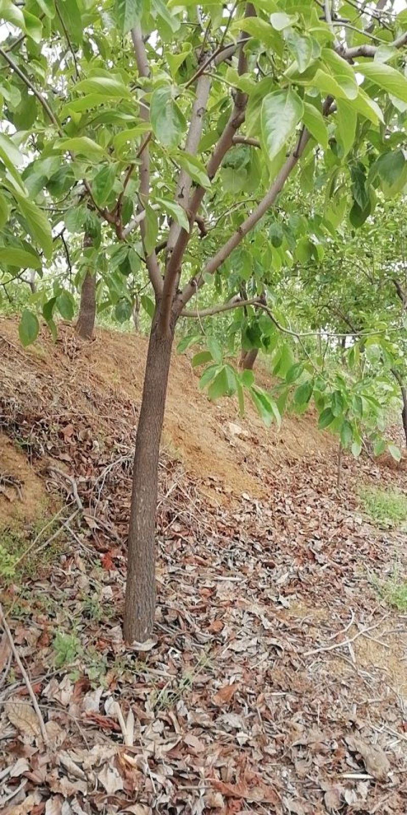柿树14~16cm14~16cm3.5~4米