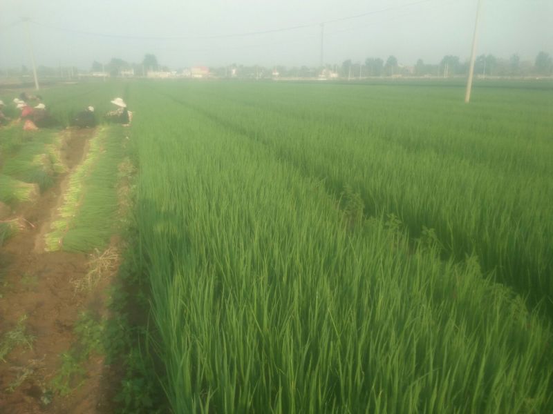 专业育种大葱葱苗40cm