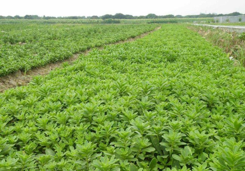 高钙菜救心菜种苗养心菜费菜金不换100起批包邮