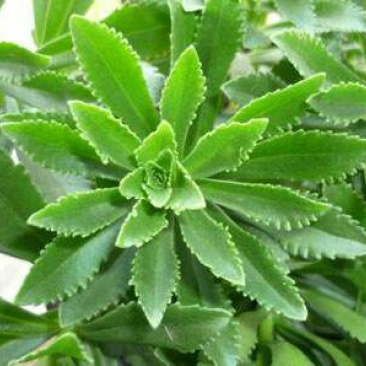 高钙菜救心菜种苗养心菜费菜金不换100起批包邮