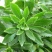 高钙菜救心菜种苗养心菜费菜金不换100起批包邮