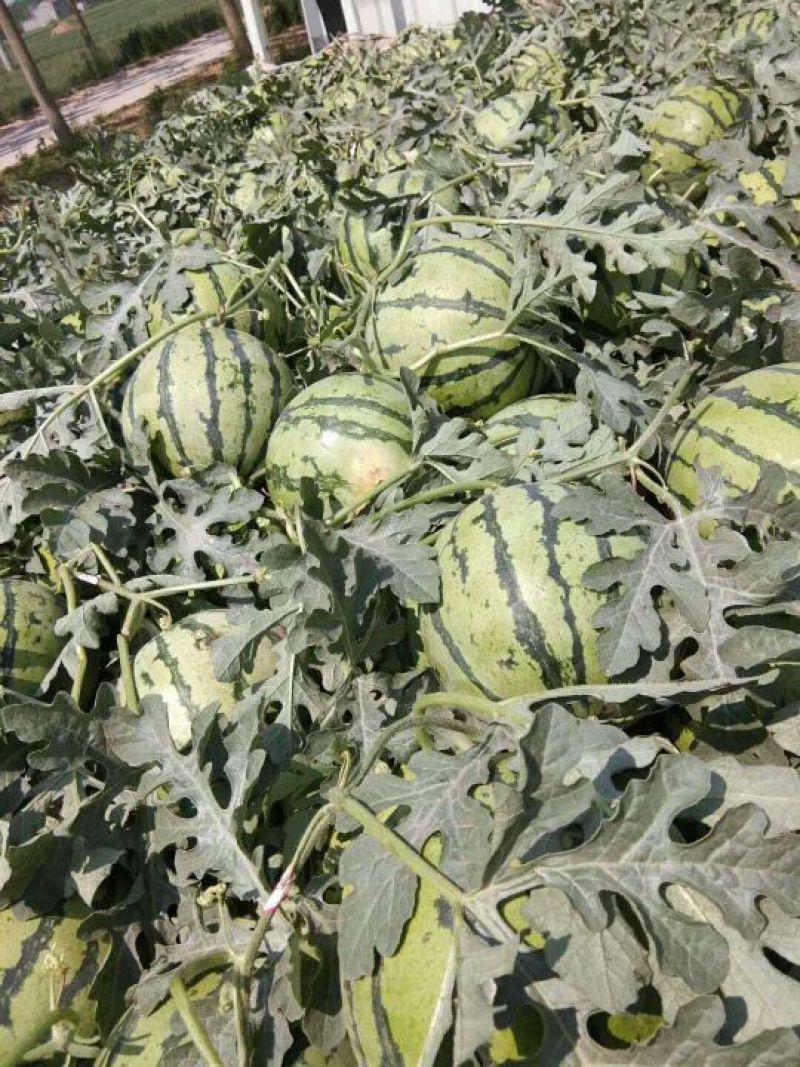 西瓜精品西瓜种植基地量大从优支持视频看货不熟包退