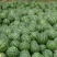西瓜精品西瓜种植基地量大从优支持视频看货不熟包退