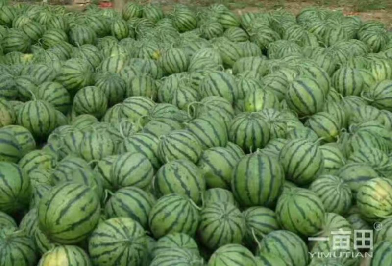 西瓜精品西瓜种植基地量大从优支持视频看货不熟包退