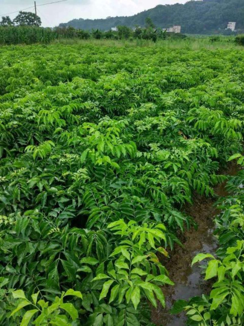 黄皮果苗正品黑黄皮果苗超甜