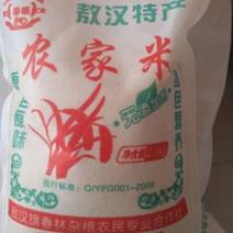 赤峰市敖汉旗坡地金苗K1小米黄金苗小米月子米放心米！