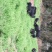 巴马香猪仔猪藏香猪